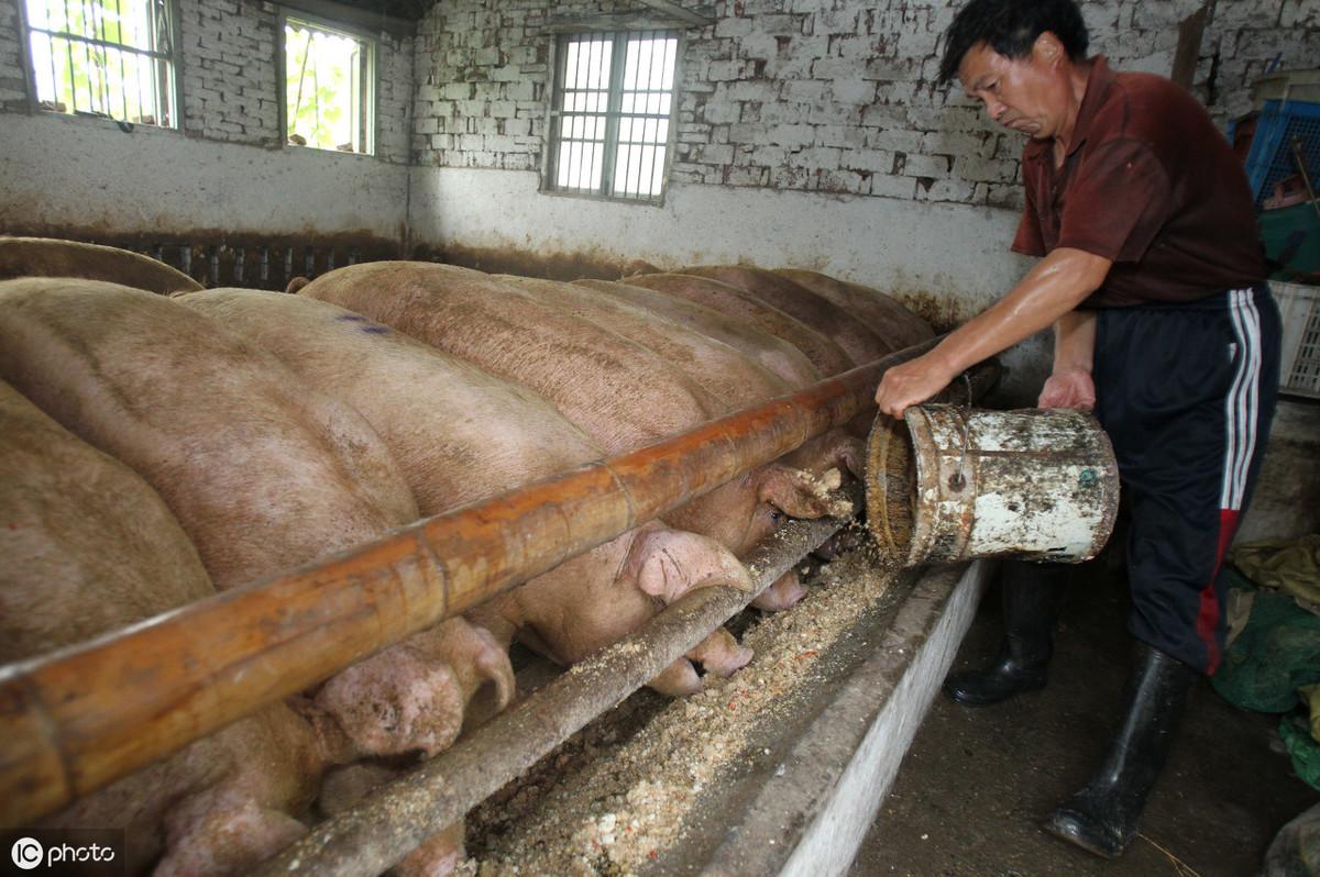 最新水泥猪料槽图片及应用介绍