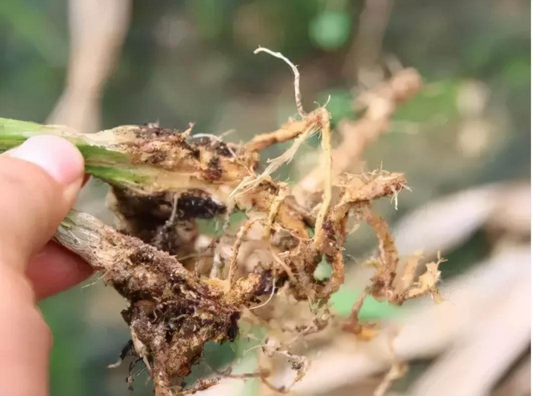 根线虫特效药最新研究与应用成果揭晓