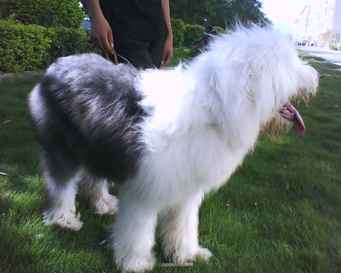 天一犬舍，长毛种公犬的魅力展示