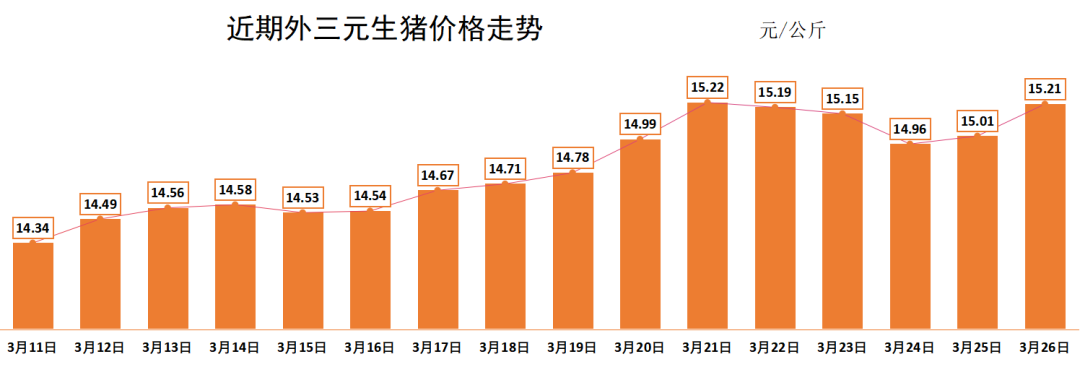 最新生豬價格行情解析