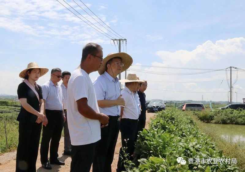 钦北区农业农村局领导团队引领农业新发展，塑造乡村新面貌